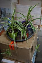 Mooie grote graslelie's, in pot.., Huis en Inrichting, Kamerplanten, Overige soorten, Minder dan 100 cm, Halfschaduw, In pot