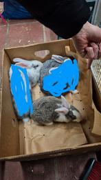 Duitse reuzen konijnen, Dieren en Toebehoren