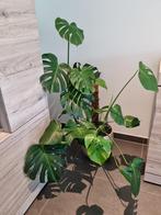 Monstera kamerplant ongeveer 130cm hoog + pot, 100 tot 150 cm, In pot, Ophalen, Groene kamerplant