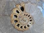 Beautiful groot fossil ammonite, Ophalen