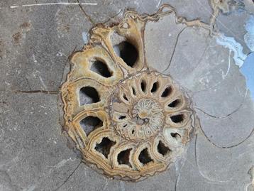 Groot fossil ammonite beschikbaar voor biedingen