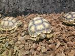 Tortue sulcata juvénile propre elevage, Dieren en Toebehoren, Reptielen en Amfibieën, Schildpad