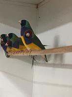 Goulds gouldamadines, Dieren en Toebehoren, Vogels | Overige Vogels, Geringd