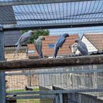 Halsband parkieten, Dieren en Toebehoren, Vogels | Parkieten en Papegaaien, Meerdere dieren, Parkiet, Geringd