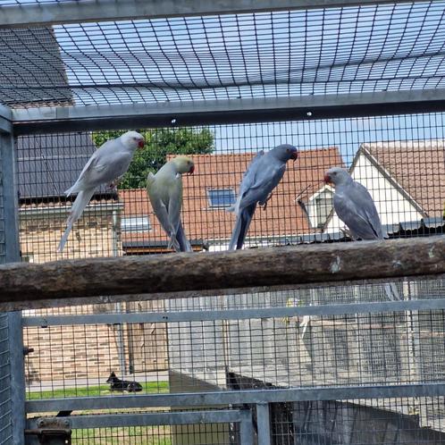 Halsband parkieten, Dieren en Toebehoren, Vogels | Parkieten en Papegaaien, Parkiet, Meerdere dieren, Geringd