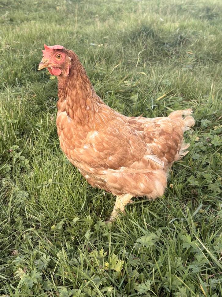 Gezonde legkip te koop – bruine hen, Dieren en Toebehoren, Pluimvee, Kip, Vrouwelijk