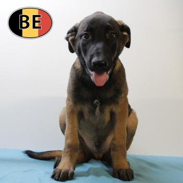 Mechelse Herder pups te koop beschikbaar voor biedingen