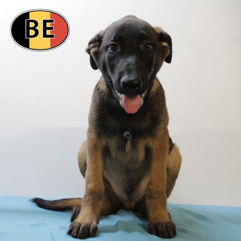 Mechelse Herder pups te koop, Dieren en Toebehoren, Honden | Herdershonden en Veedrijvers, Meerdere dieren, Herder, Handelaar