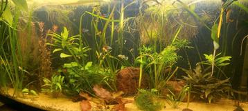 Guppys Guppen  beschikbaar voor biedingen