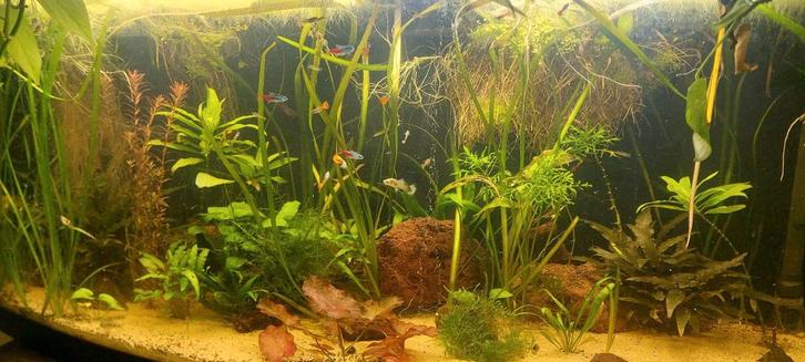 Guppys Guppen, Dieren en Toebehoren, Vissen | Aquariumvissen, Zoetwatervis, Vis, Schoolvis