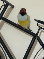 Diamant de Guald/Guald Amandines, Vrouwelijk, Tropenvogel