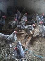 Mechelse koekoek, Dieren en Toebehoren, Pluimvee