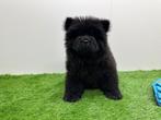 Chow Chow pups, België, Overige rassen, 8 tot 15 weken, Meerdere