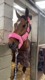 A vendre jeune cheval, Animaux & Accessoires