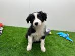 Border Collie pups, België, CDV (hondenziekte), 8 tot 15 weken, Collie