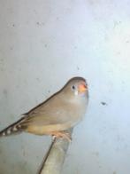 3 mooie jonge forse zebravink poppen, Dieren en Toebehoren