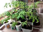 Tomatenplanten, Jardin & Terrasse, Plantes | Jardin, Annuelle, Enlèvement, Plantes potagères