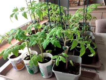 Tomatenplanten 