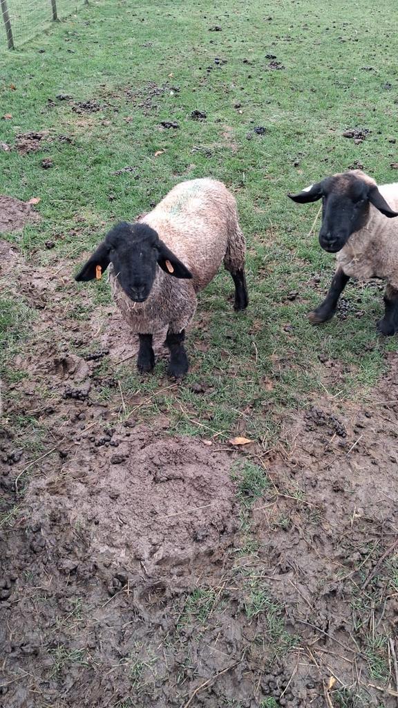 Suffolk ram 2025, Dieren en Toebehoren, Schapen, Geiten en Varkens