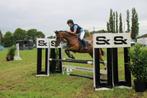 13 jarige pony te koop, Dieren en Toebehoren, B, 11 jaar of ouder, Recreatiepony, D pony (1.37m tot 1.48m)