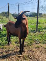 2 leuke dwerggeitjes zoeken nieuw liefdevol huisje, Dieren en Toebehoren, Mannelijk, Geit