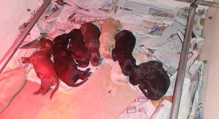 Pas geboren pups cockapoo, Dieren en Toebehoren, Honden | Retrievers, Spaniëls en Waterhonden, Meerdere dieren, Particulier, Meerdere