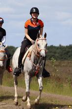 Goed gereden arabische ruin, Dieren en Toebehoren, Paarden, Ruin, Minder dan 160 cm, Recreatiepaard, 7 tot 10 jaar