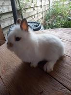 Prachtige vrouwelijke leeuwenkop konijntjes supertam, Dieren en Toebehoren, Konijnen