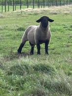 Suffolk dekram, Dieren en Toebehoren, Mannelijk, Schaap, 3 tot 5 jaar
