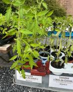 Plants de tomates, Ophalen, Zomer, Groenteplanten, Volle zon