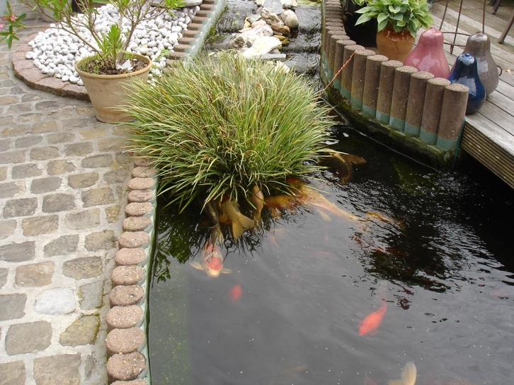 Blonde calmus scheuten bescherm uw dure vissen stukken, Tuin en Terras, Waterpartijen en Fonteinen, Zo goed als nieuw, Overige typen