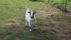Dwerggeiten, Dieren en Toebehoren, Schapen, Geiten en Varkens, Vrouwelijk, Geit, 3 tot 5 jaar