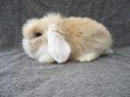 4 schattige zindelijke Nederlandse dwerghangoortjes, Animaux & Accessoires, Lapins, Mâle, Petit, Oreilles tombantes, 0 à 2 ans