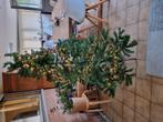 Kerstboom met lampjes h2.50 br1.m  cluster lampjes  448 lamp, Diversen, Kerst, Ophalen