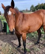 Paard;Donker bruine  veertienjarige  kweekmerrie 1;58meter, Dieren en Toebehoren, Merrie, Minder dan 160 cm, Gechipt, Onbeleerd