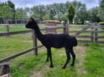 Alpaca hengst, Dieren en Toebehoren, Overige Dieren, Juli, Mannelijk