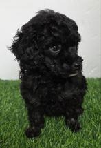 Toypoedeltjes, Dieren en Toebehoren, Honden | Chihuahua's en Gezelschapshonden, Poedel, België, CDV (hondenziekte), 8 tot 15 weken