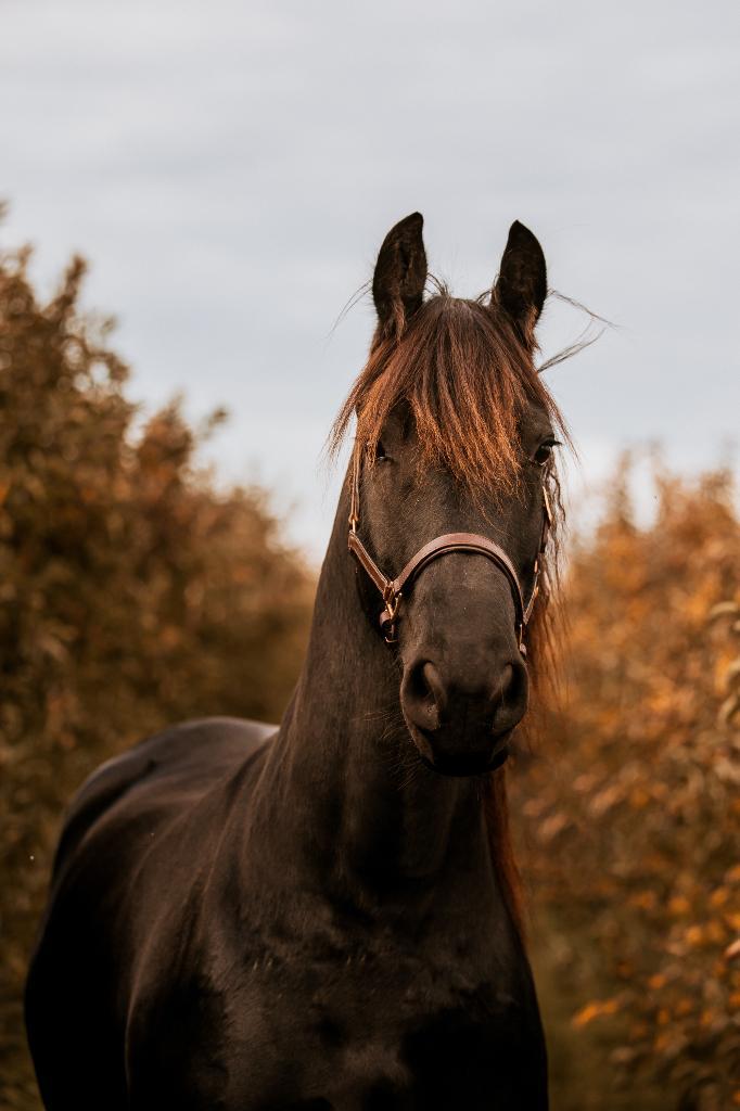 Friese merrie, Dieren en Toebehoren, Paarden, Merrie, B, 11 jaar of ouder, Dressuurpaard, Met stamboom, Gechipt, Ontwormd, Ingeënt