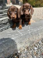 Kortharige choco&tan teckel pups, België, 8 tot 15 weken, Meerdere, Fokker | Professioneel