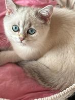 kittens Britse korthaar, Dieren en Toebehoren, Katten en Kittens | Raskatten | Korthaar, Meerdere dieren, Gechipt, 0 tot 2 jaar