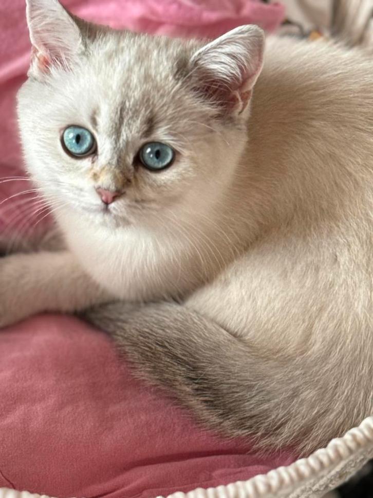 kittens Britse korthaar, Dieren en Toebehoren, Katten en Kittens | Raskatten | Korthaar, Meerdere dieren, 0 tot 2 jaar, Gechipt