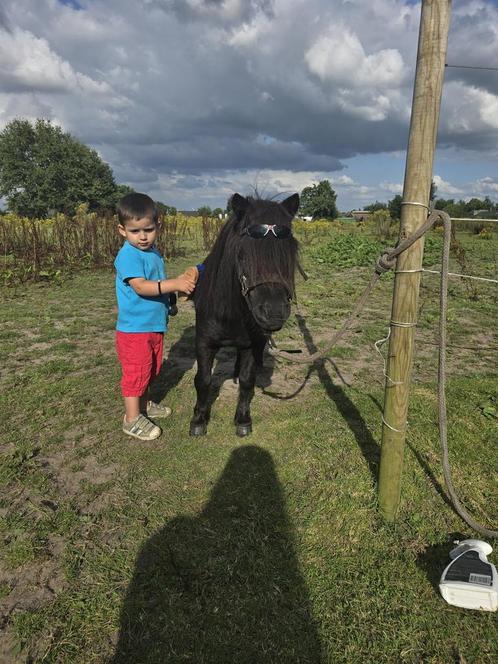 Erg brave kinderpony, Animaux & Accessoires, Chevaux & Poneys | Produits de soin, Comme neuf, Enlèvement ou Envoi