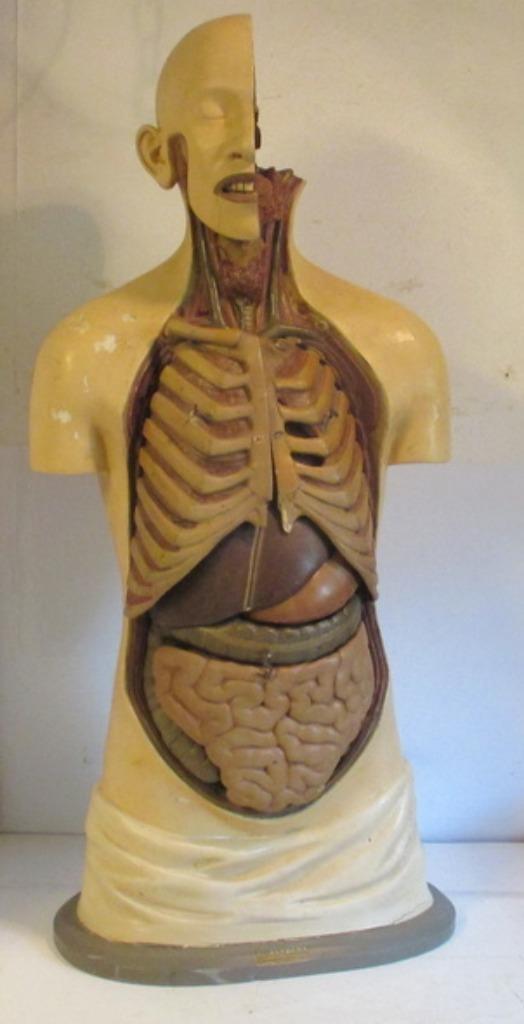 antieke anatomische buste model in gips Verbeke, Antiek en Kunst, Curiosa en Brocante, Ophalen