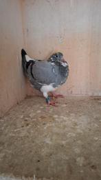 14 jeunes prêts à être sevrés