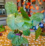 syngonium Moonshine, Huis en Inrichting, Kamerplanten, Ophalen of Verzenden