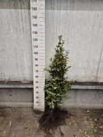 Carpinus betulus haagplanten met blote wortel, Ophalen of Verzenden, Haagbeuk