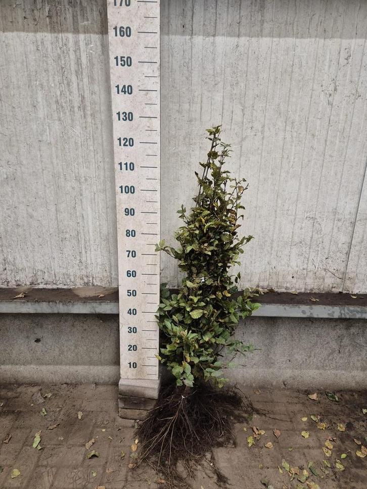 Carpinus betulus haagplanten met blote wortel, Tuin en Terras, Planten | Struiken en Hagen, Haagbeuk, Ophalen of Verzenden