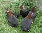 Araucana, Cream Legbar, Marans en andere sier- en legkippen, Kip