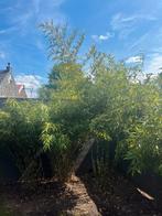 Bambous grande taille  nombre de 7., Tuin en Terras, Planten | Bomen, Halfschaduw, Bloeit niet, Bolboom, 100 tot 250 cm