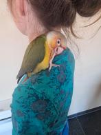 Baby pyrrhura's super tam thuis opgegroeid, Dieren en Toebehoren, Vogels | Parkieten en Papegaaien, Meerdere dieren, Papegaai